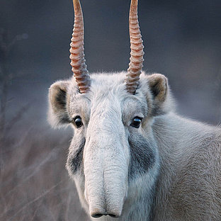 Saiga Antelope with proboscis nose