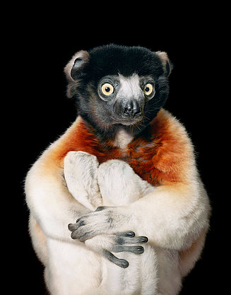 Crowned Sifaka Lemur mit schwarzem Fell auf dem Kopf und orange-weißfarbenem Fell am Körper
