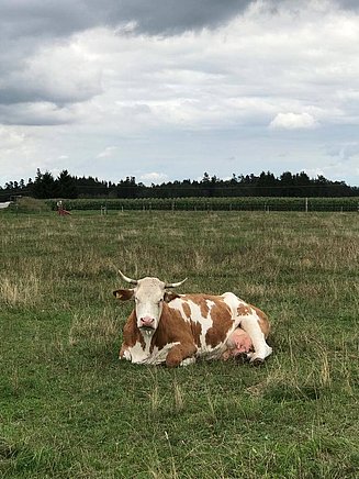Eine liegende Kuh auf einer Wiese in Bayern