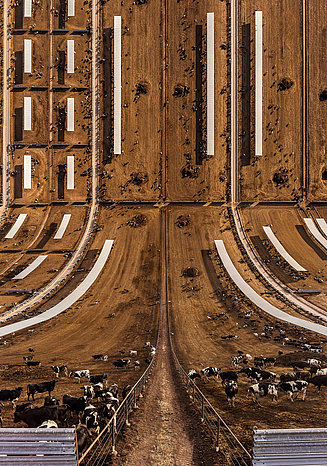 Photography of a cow farm in an unusual perspective