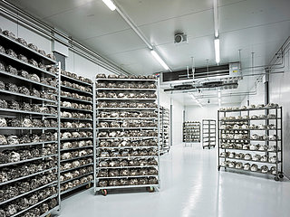 Shiitake substrate in an air-conditioned and CO2-controlled mushroom production room